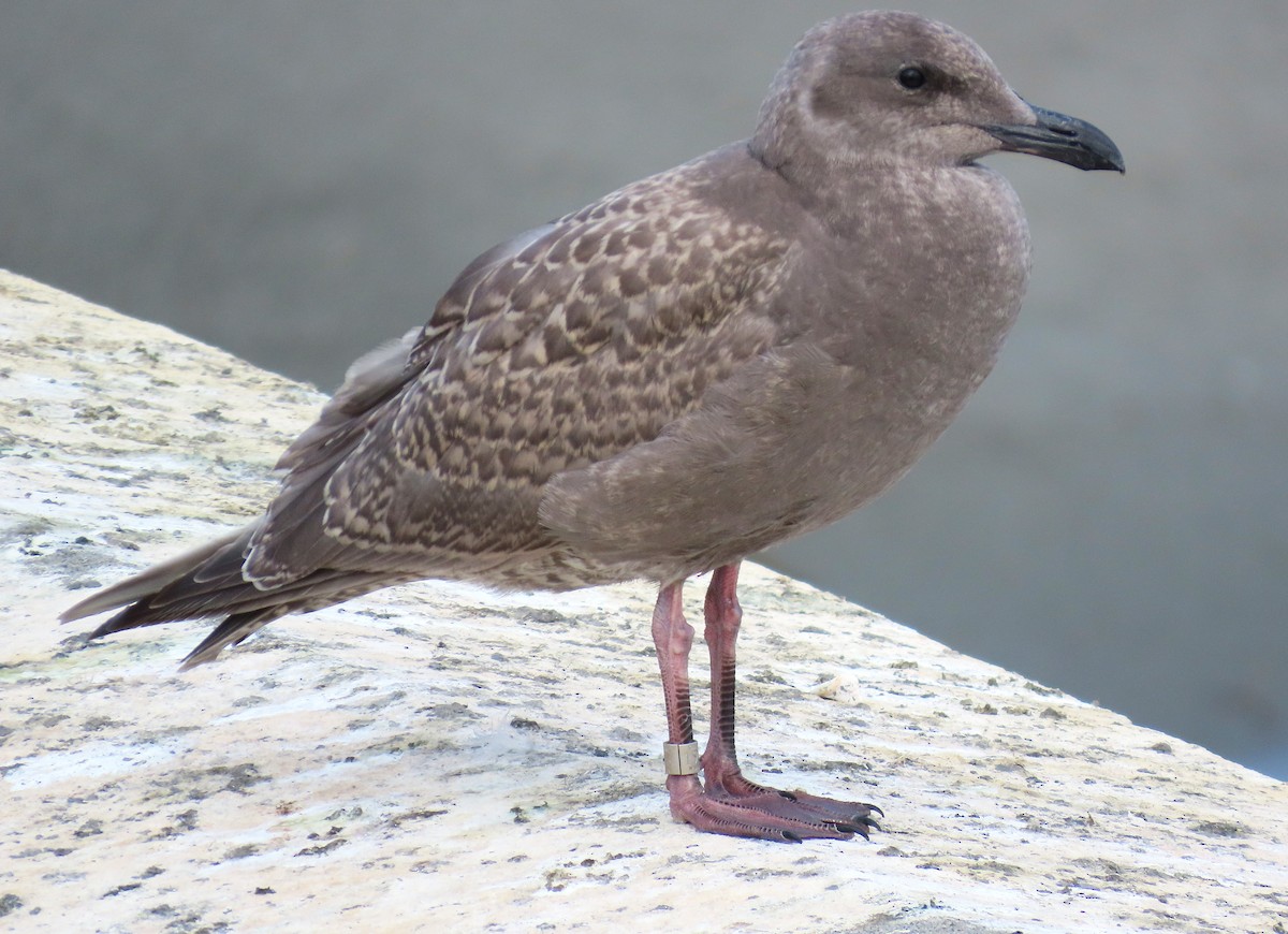 Iceland Gull - ML624241470