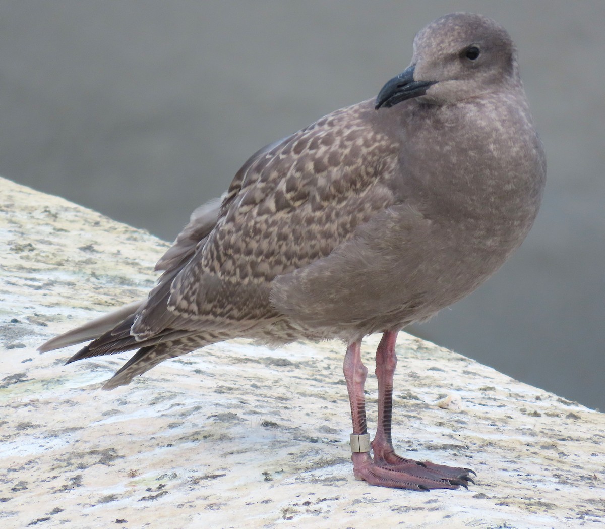 Iceland Gull - ML624241471