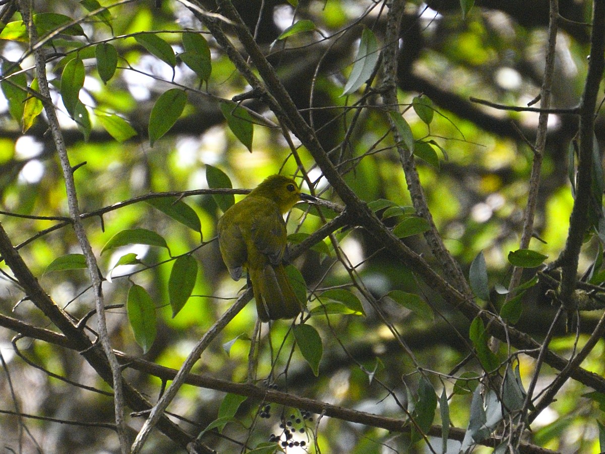 Yellow-browed Bulbul - ML624241494