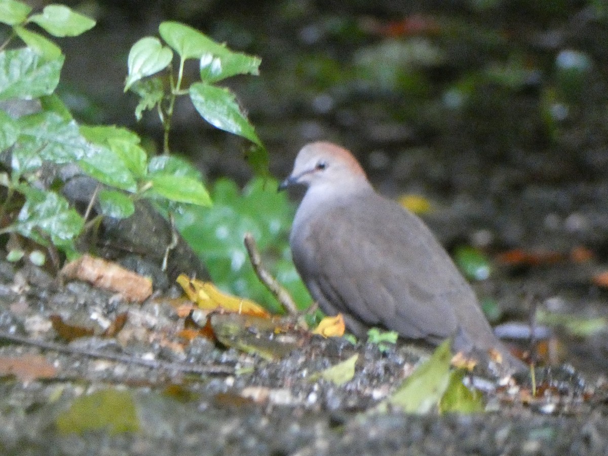 Gray-chested Dove - ML624241497