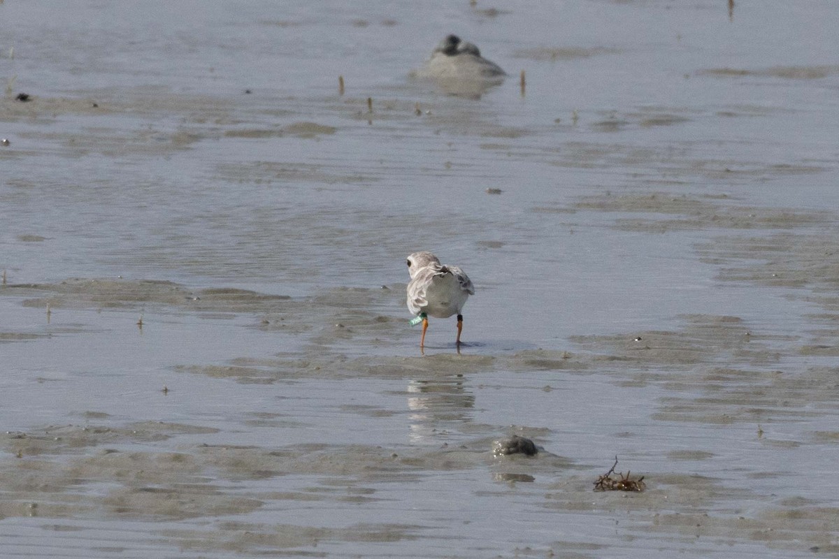 Piping Plover - Lucas Pittman