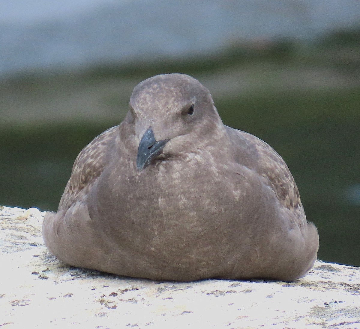 Iceland Gull - ML624241512