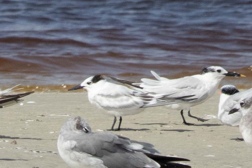 Sandwich Tern - ML624241529