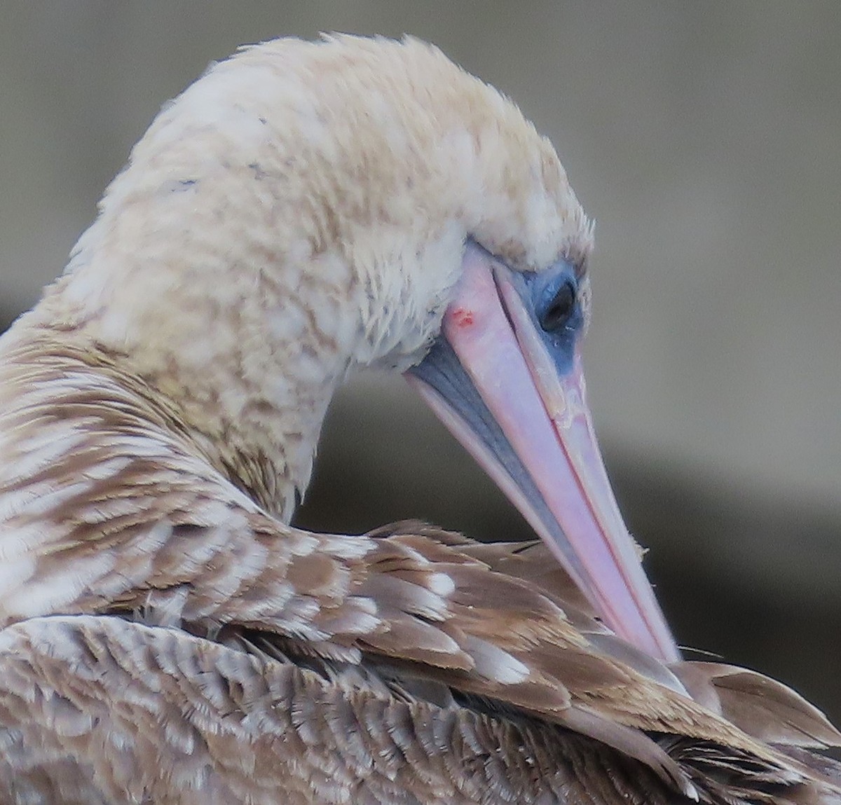 Red-footed Booby - ML624241534