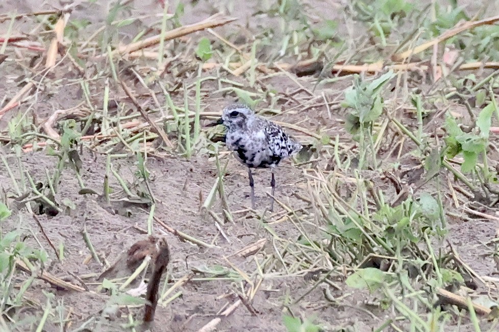 Black-bellied Plover - ML624241545