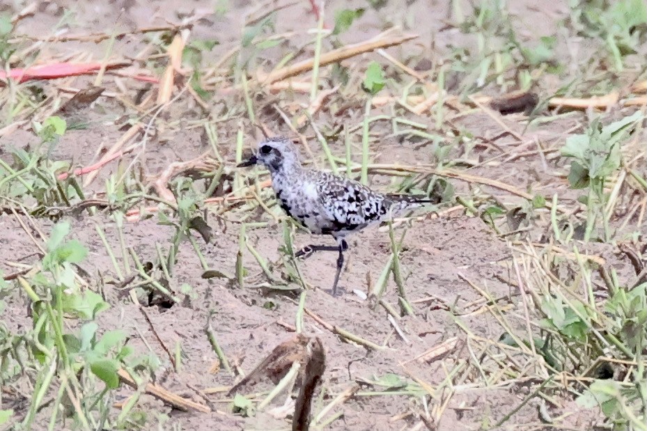 Black-bellied Plover - ML624241548