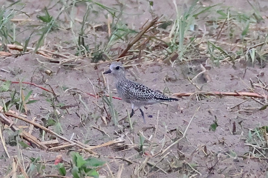 Black-bellied Plover - Mark Gorday