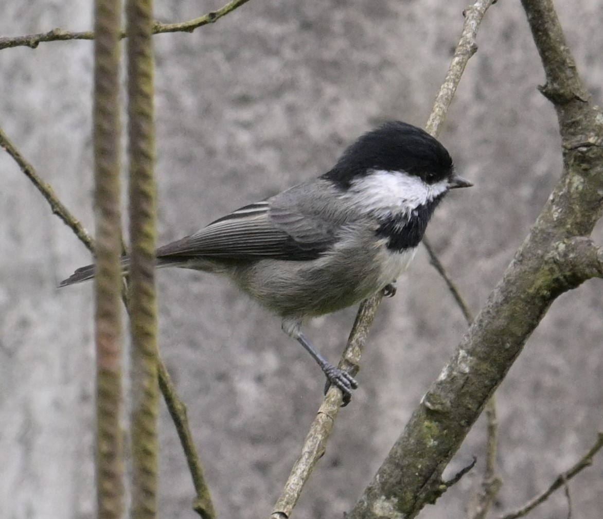 Mexican Chickadee - ML624241569