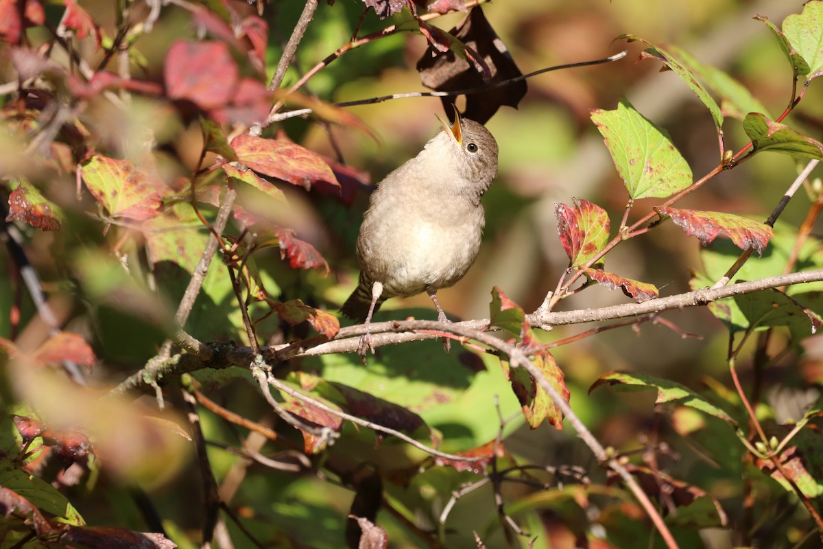 House Wren - ML624241620