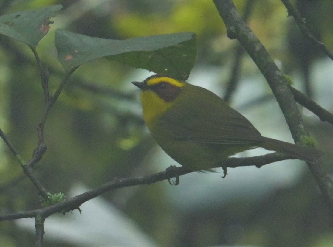 Golden-browed Warbler - ML624241623