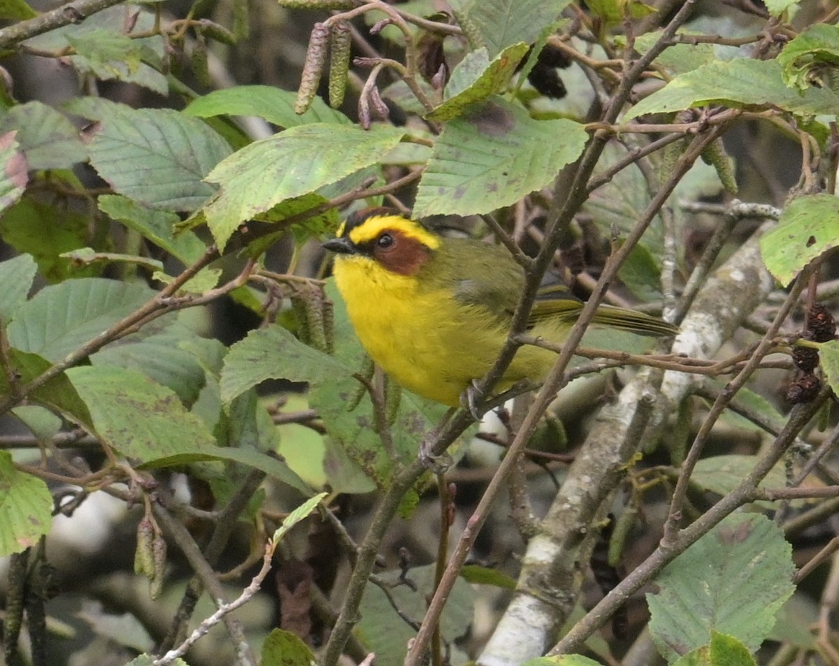 Golden-browed Warbler - ML624241624