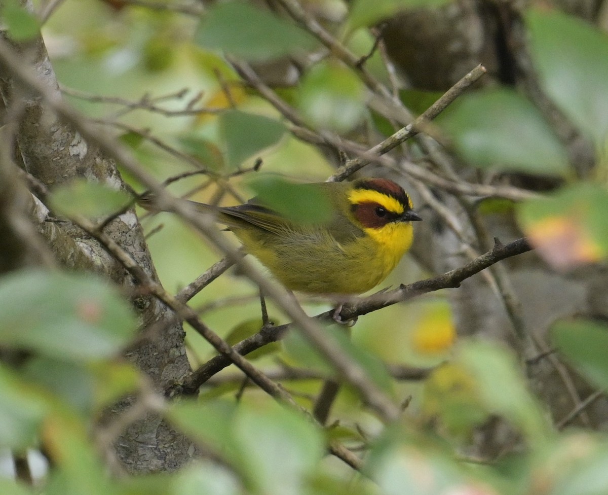 Golden-browed Warbler - Rob Hamilton