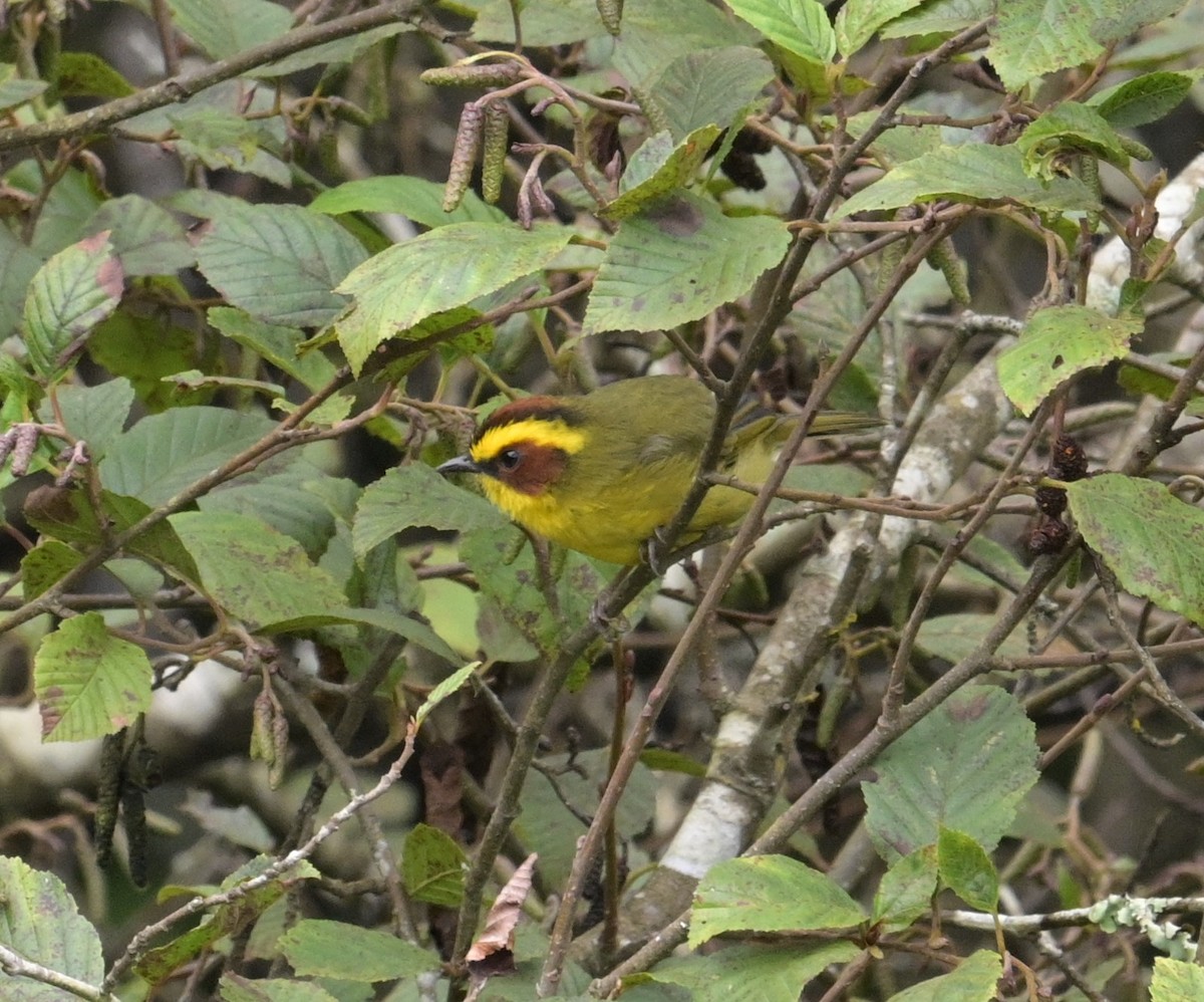 Golden-browed Warbler - ML624241626