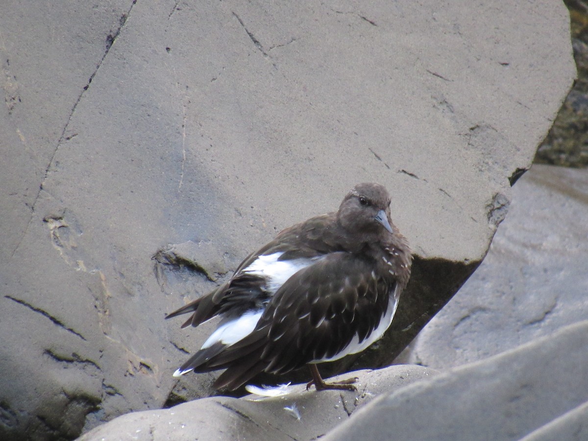 Black Turnstone - ML624241664