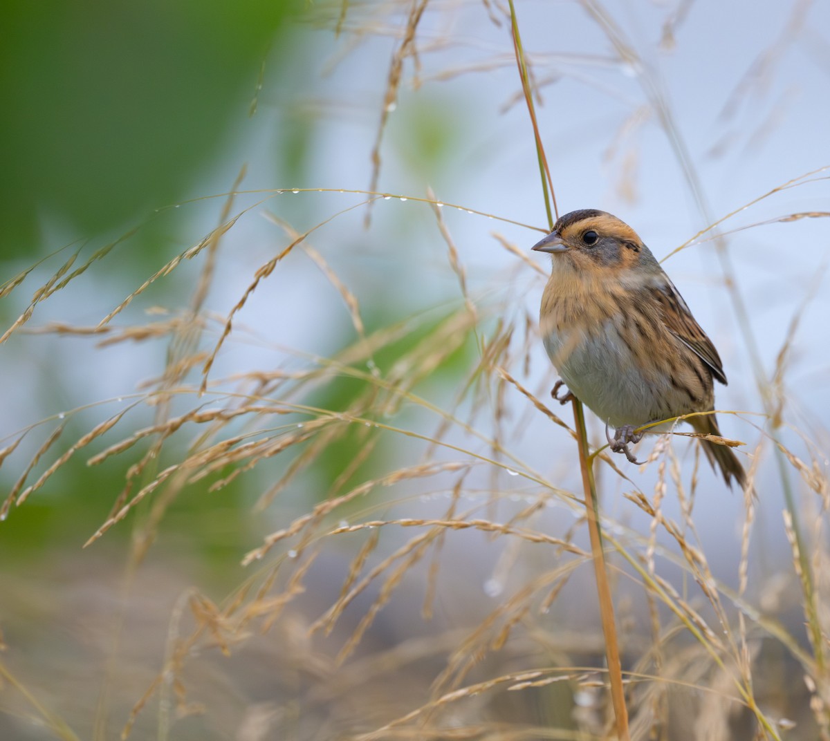 Nelson's Sparrow - ML624241672