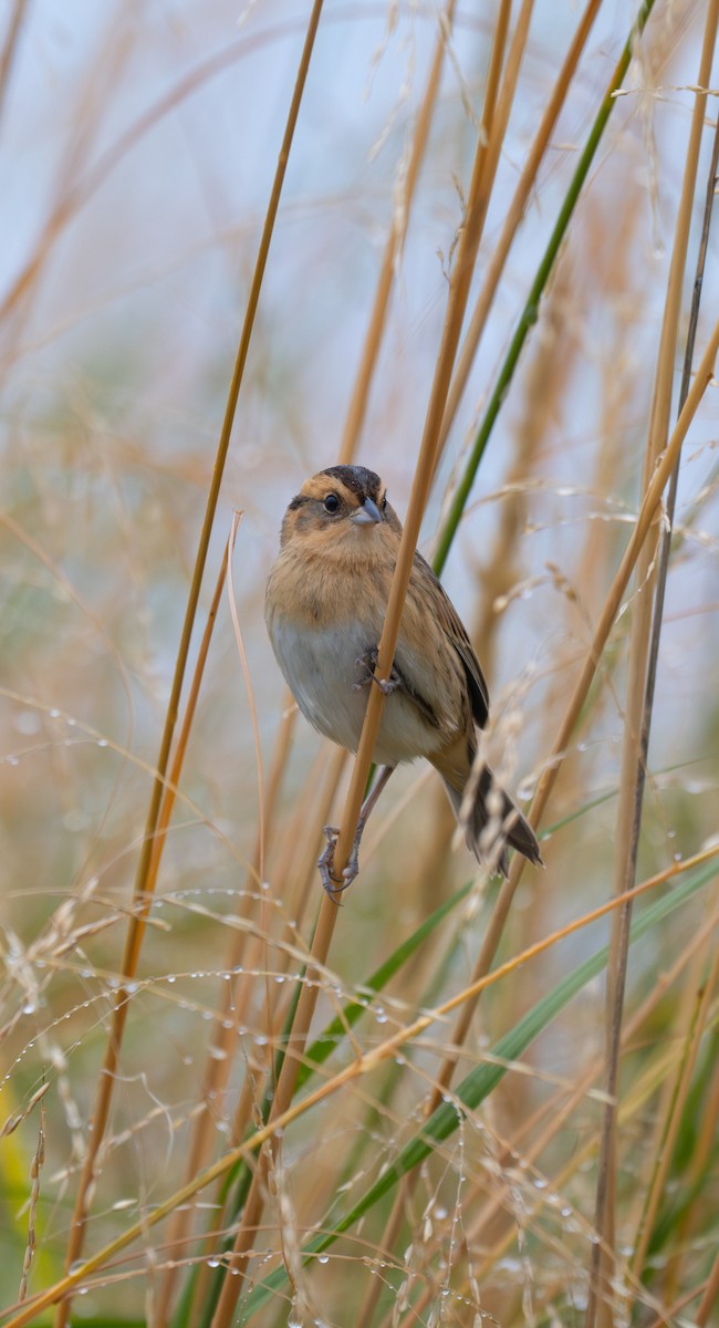 Nelson's Sparrow - ML624241673