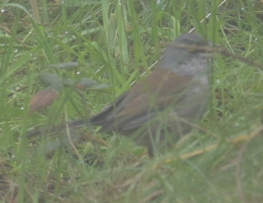 Yellow-eyed Junco (Mexican) - ML624241676