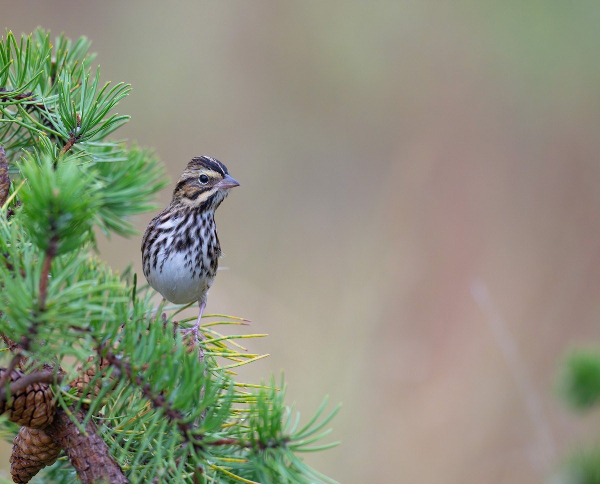 Savannah Sparrow - ML624241677