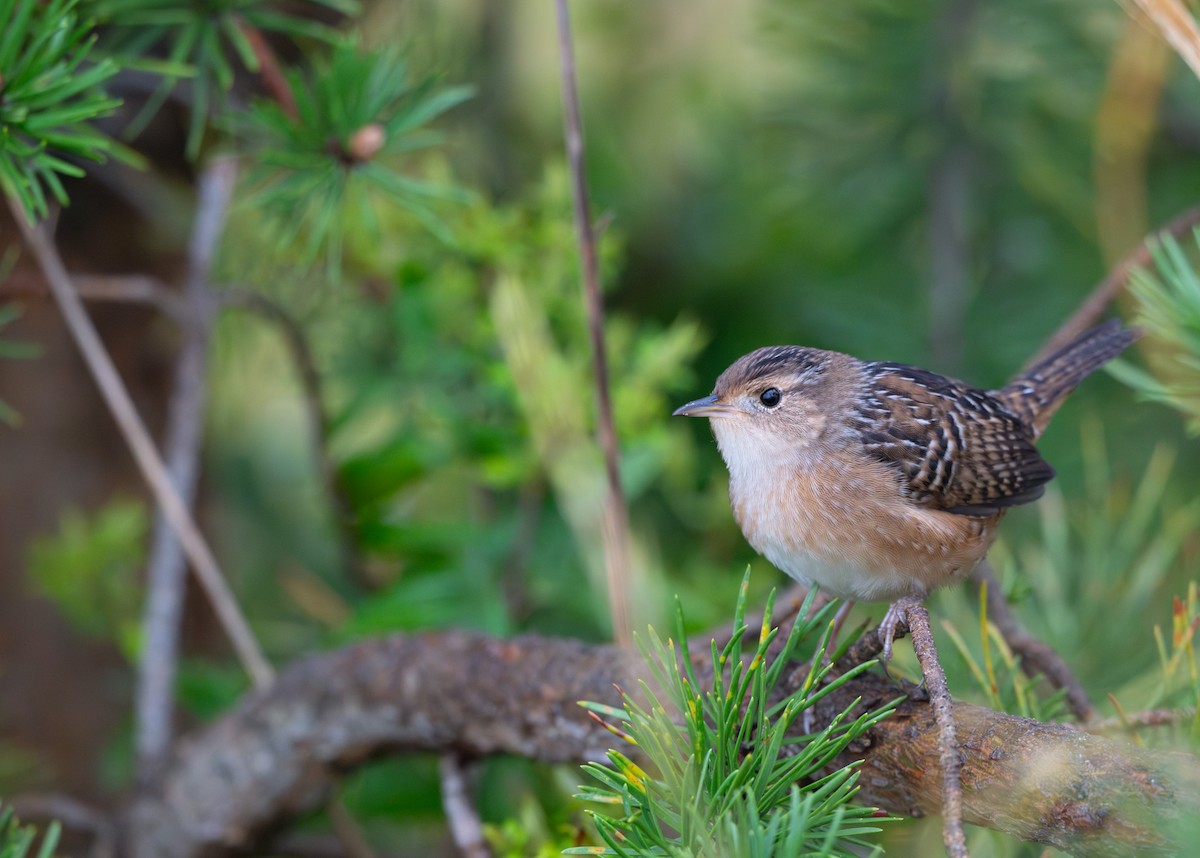 Sedge Wren - ML624241679