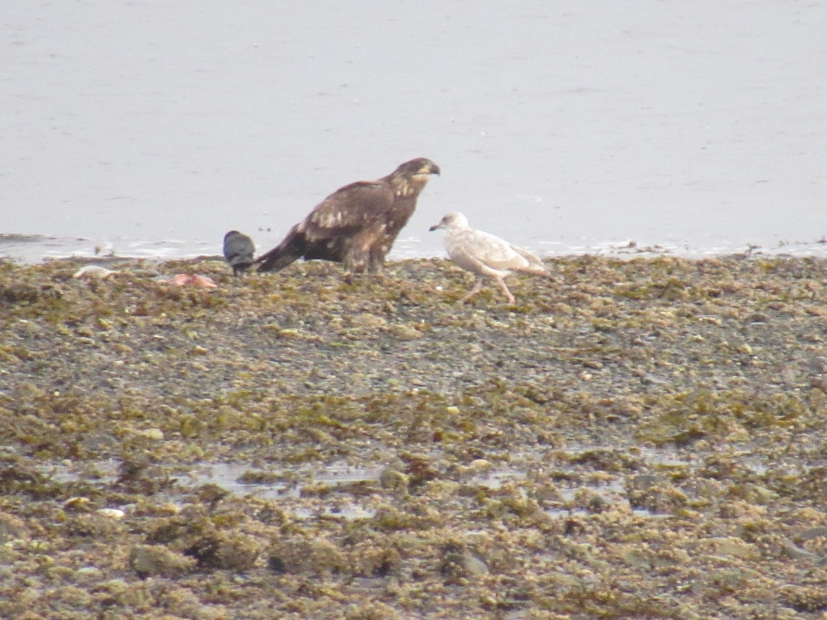 Bald Eagle - ML624241700