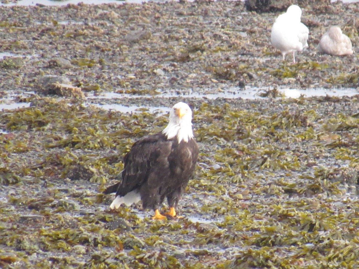 Bald Eagle - ML624241702