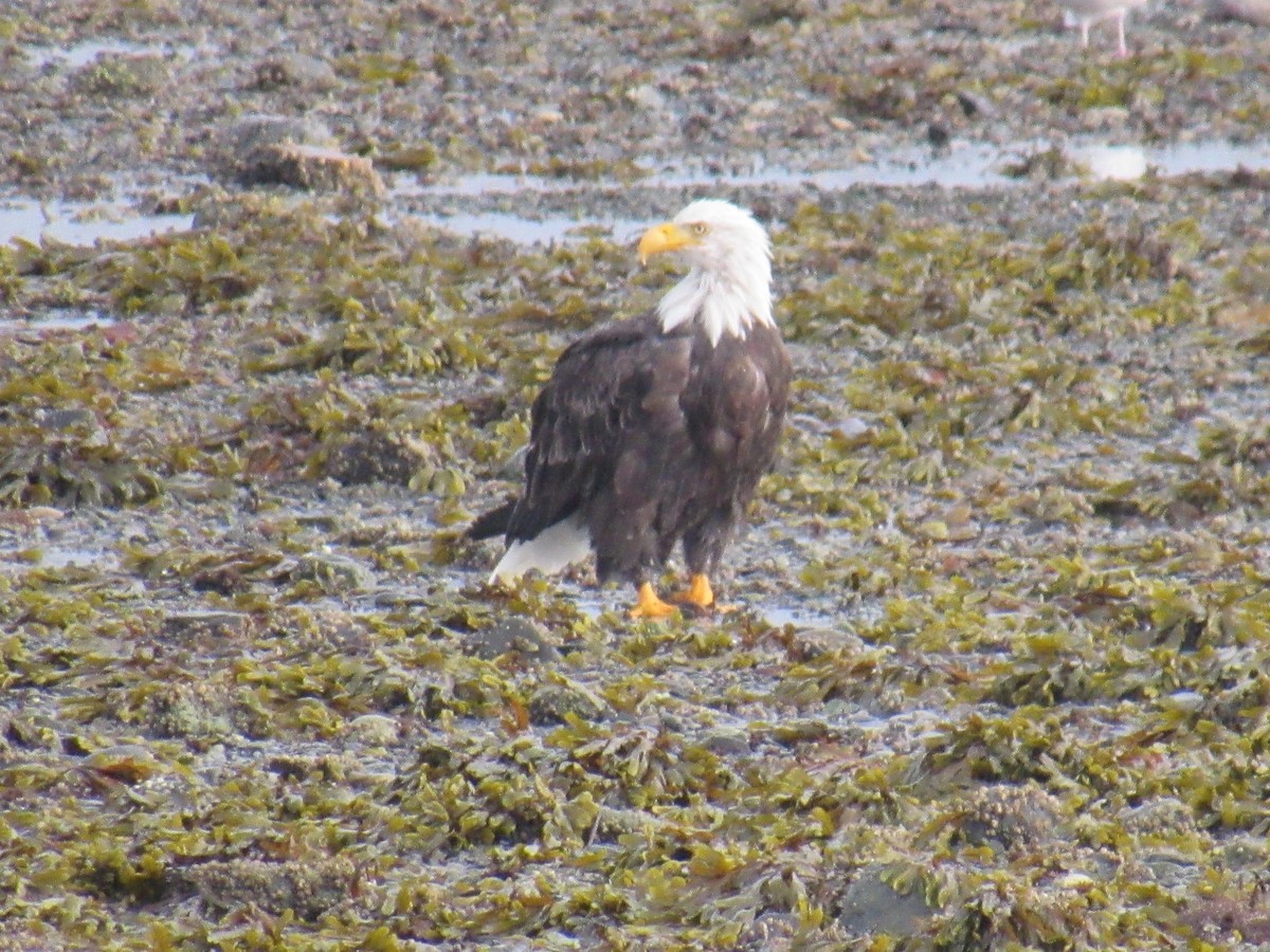 Bald Eagle - ML624241703