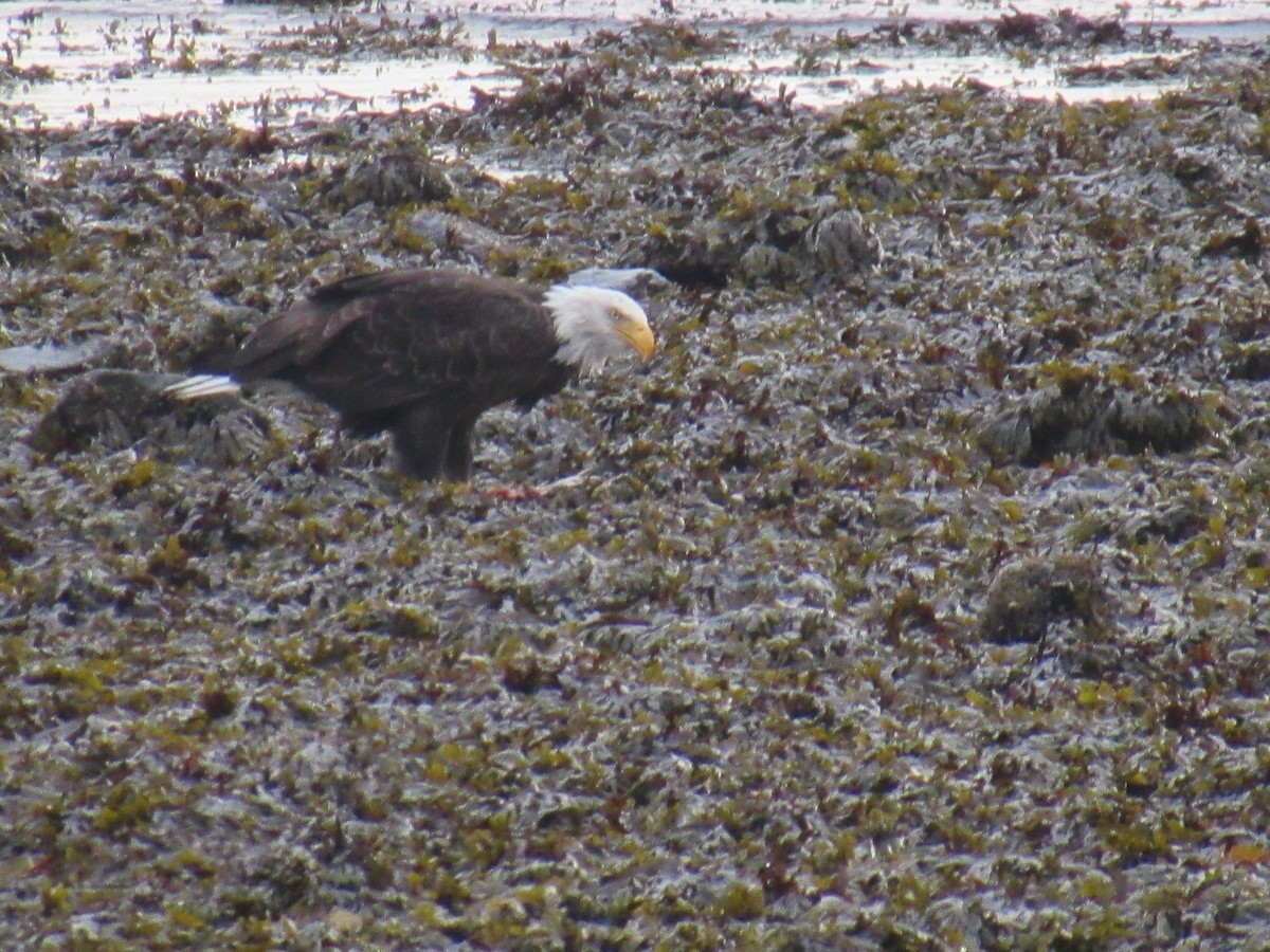 Bald Eagle - ML624241704