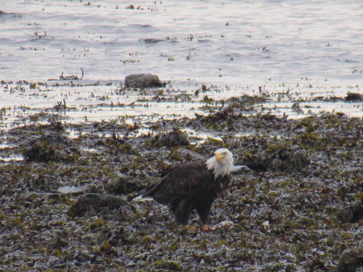 Bald Eagle - ML624241705