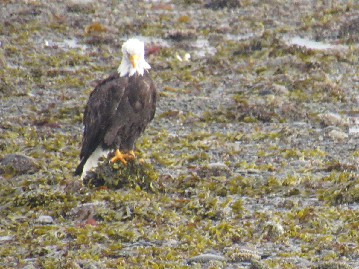 Bald Eagle - ML624241706