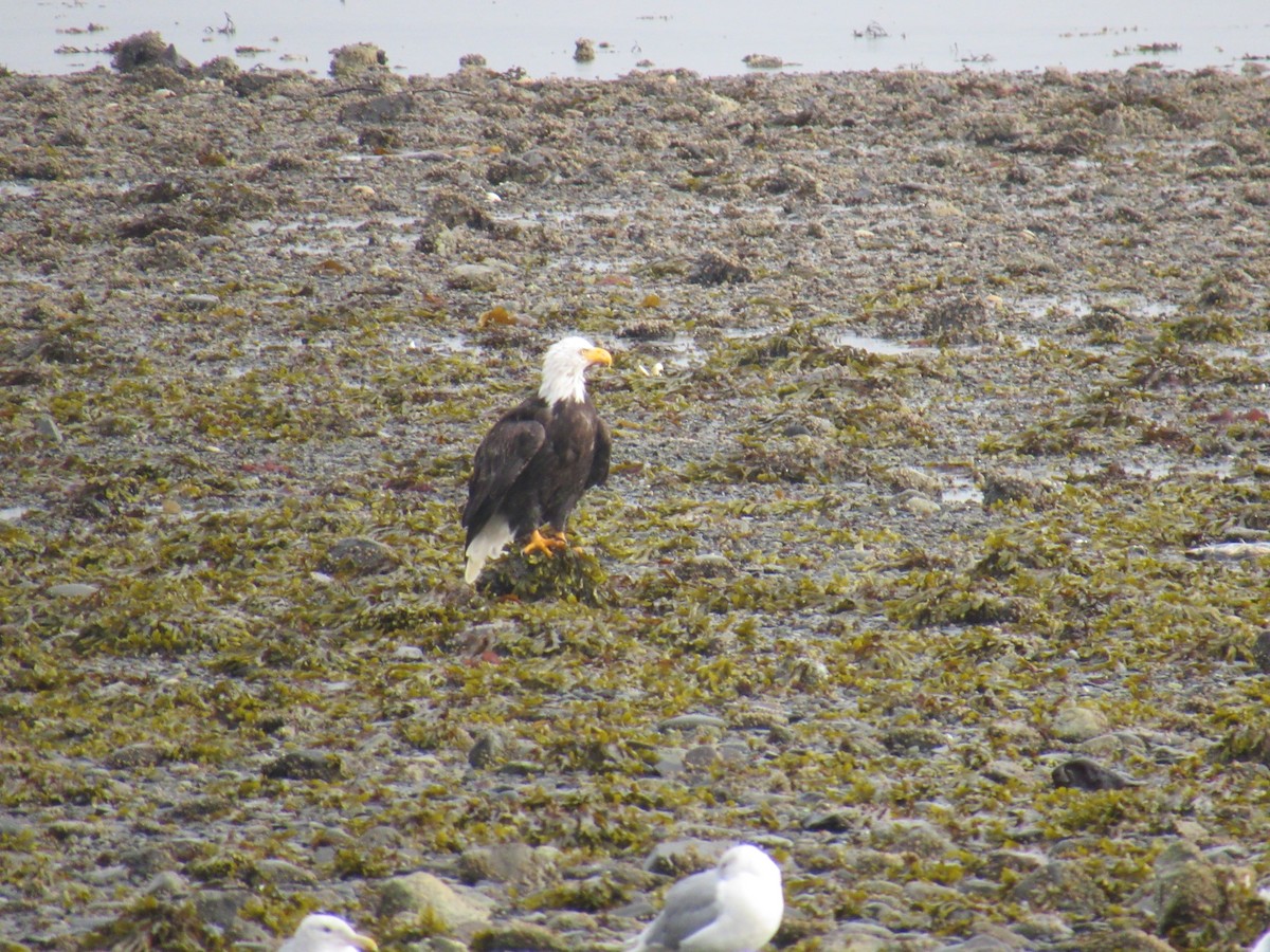 Bald Eagle - ML624241707