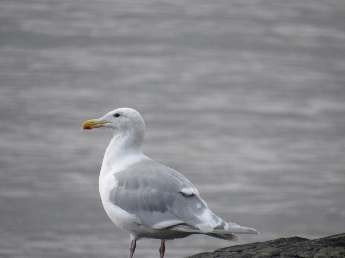 Glaucous-winged Gull - Spectacled Redhead