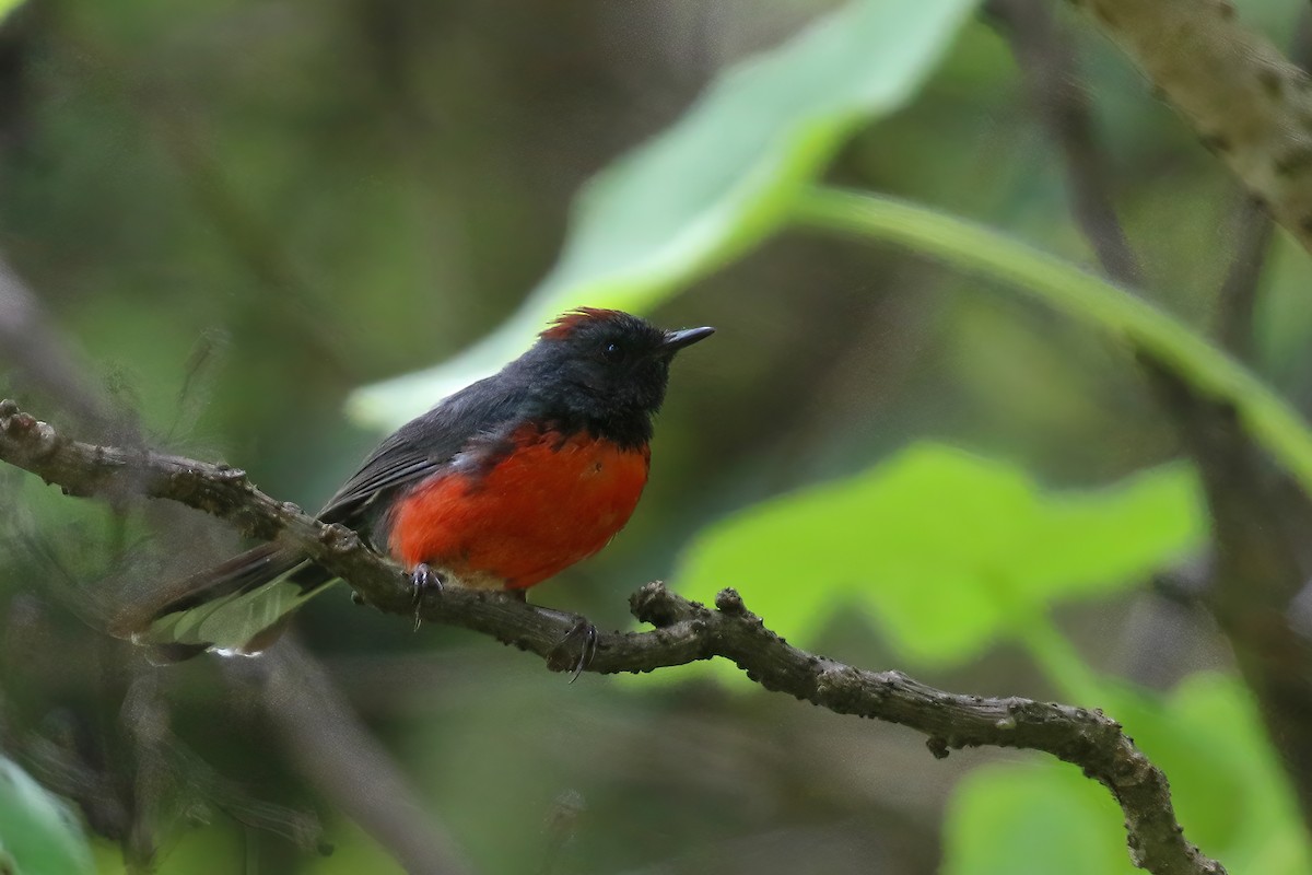 Slate-throated Redstart - ML624241714