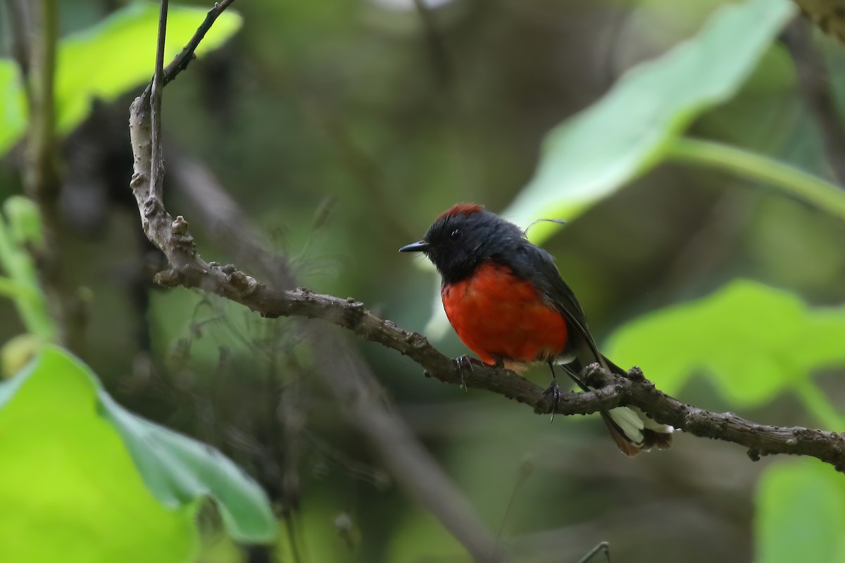 Slate-throated Redstart - ML624241715