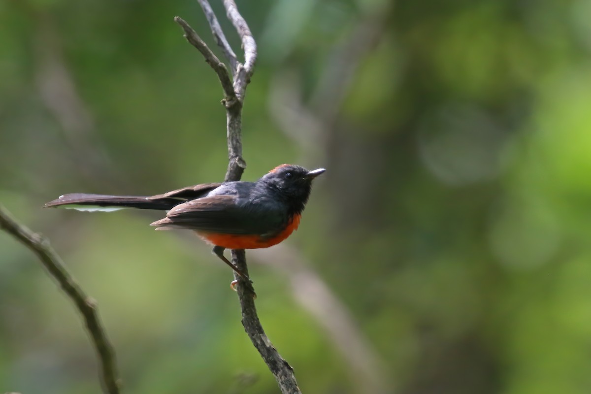 Slate-throated Redstart - ML624241717