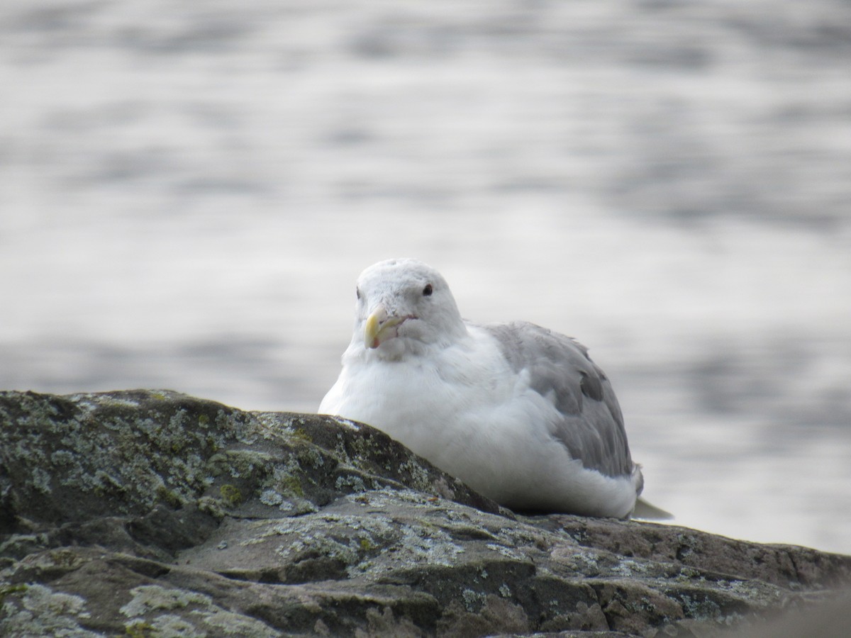 Glaucous-winged Gull - ML624241726