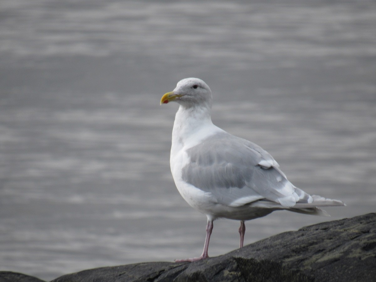 Glaucous-winged Gull - Spectacled Redhead