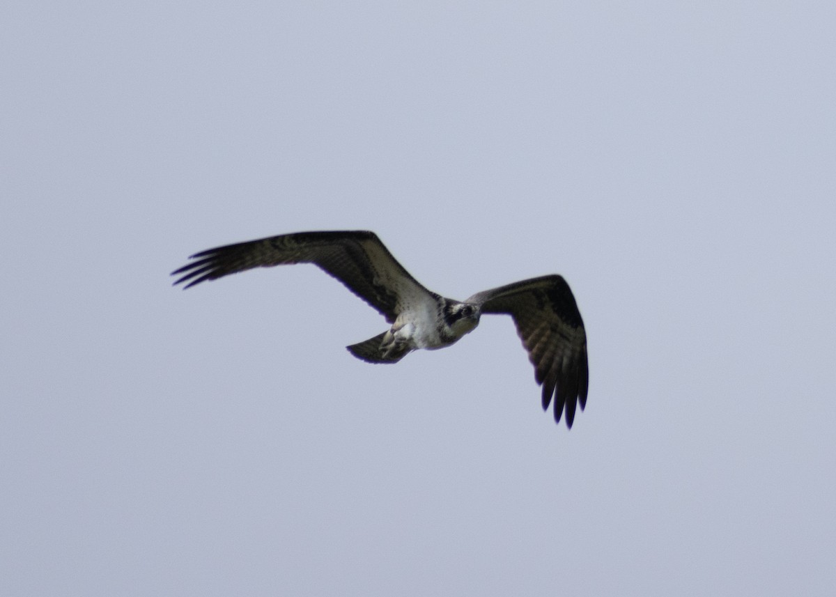 Osprey - ML624241737