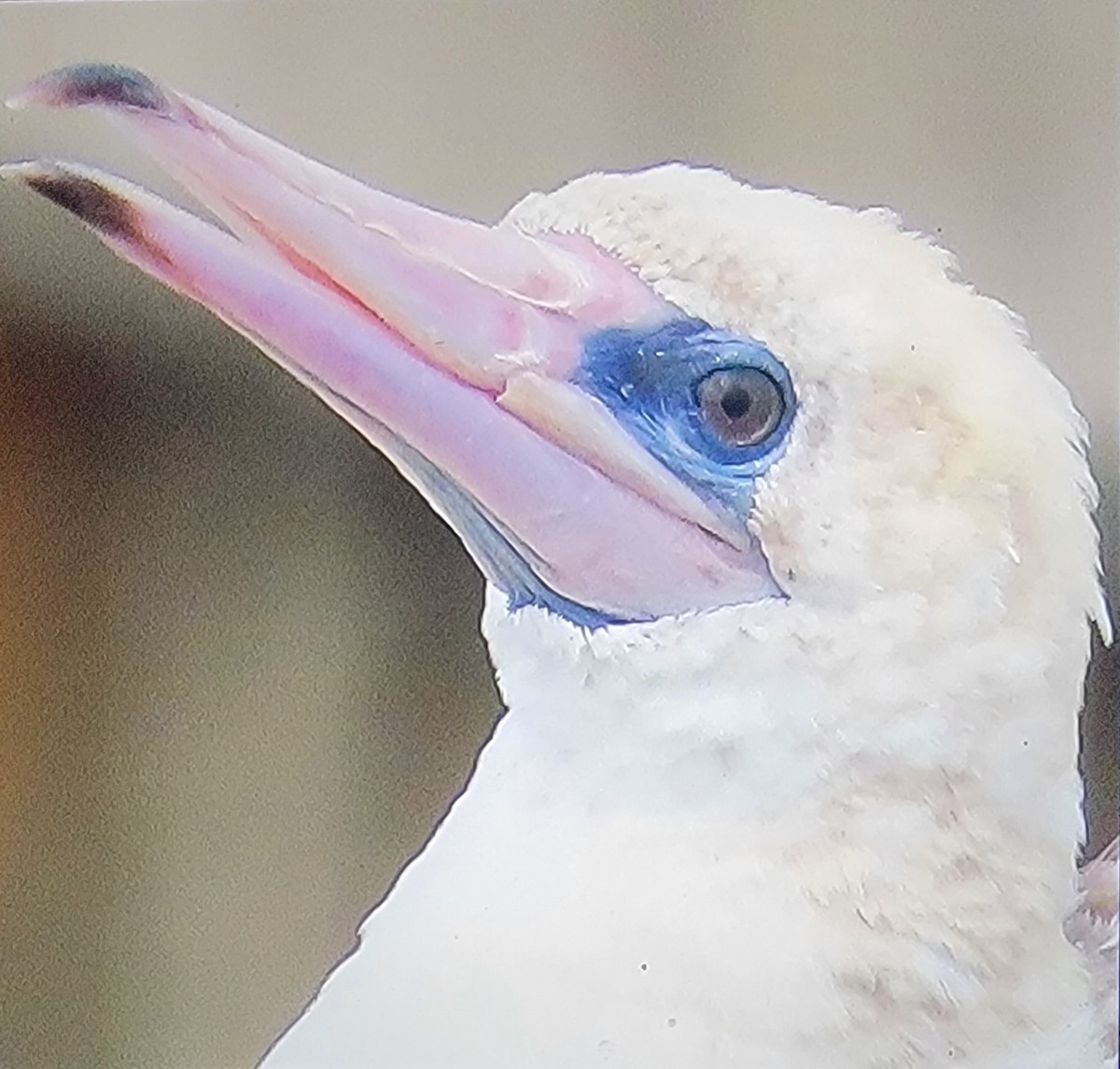 Red-footed Booby - ML624241760