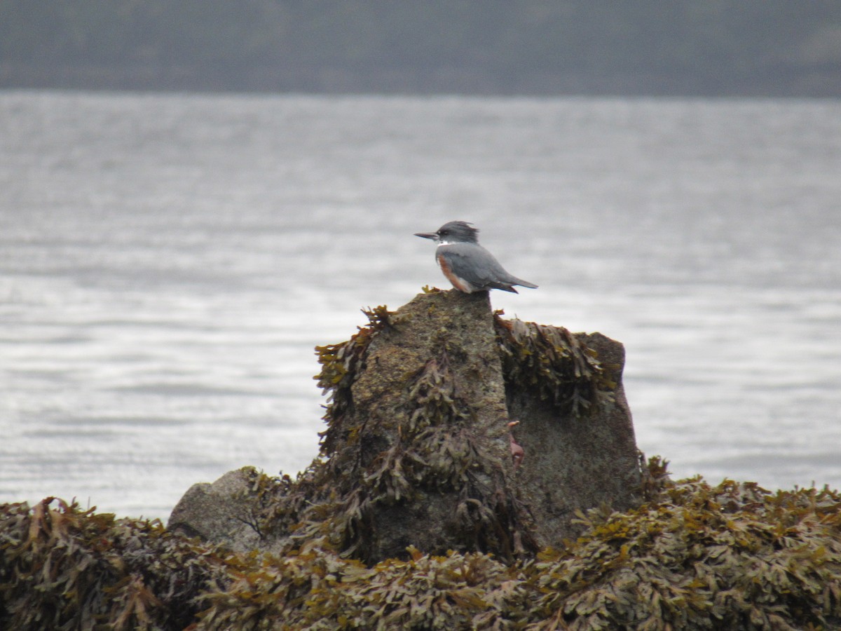 Belted Kingfisher - ML624241822