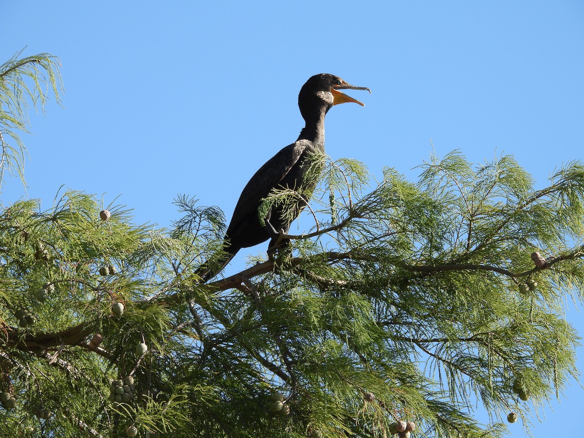 Double-crested Cormorant - ML624241893