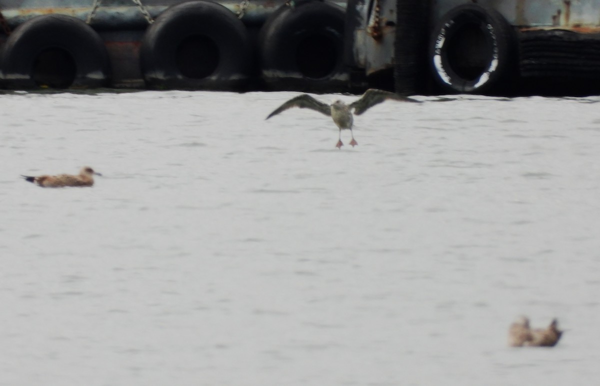 Herring Gull - ML624241895