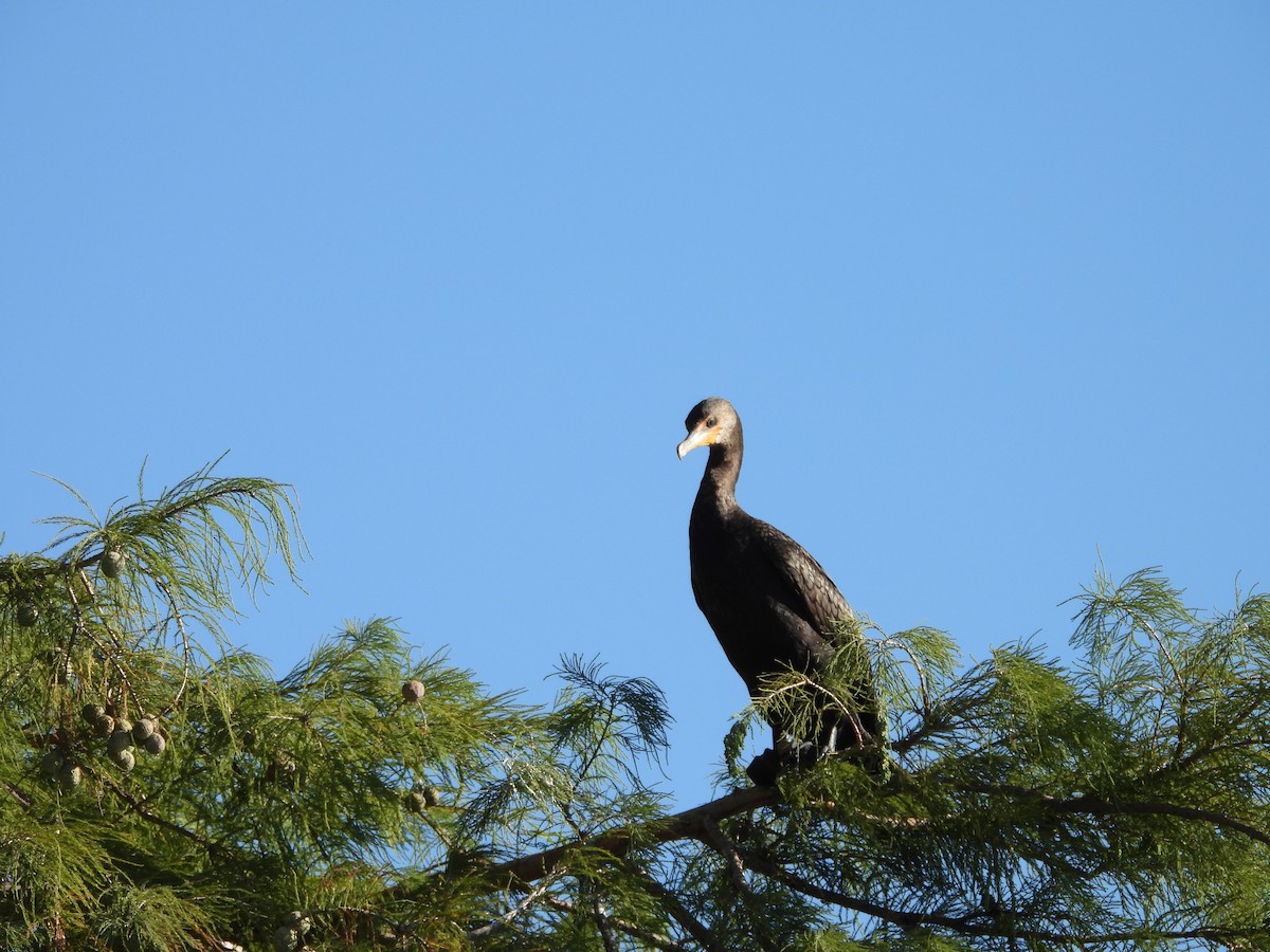 Double-crested Cormorant - ML624241910