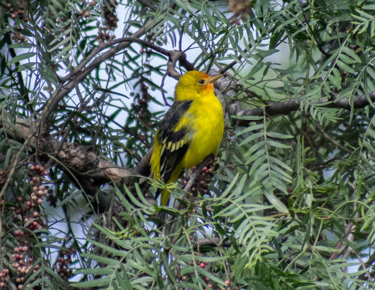 Western Tanager - ML624241922