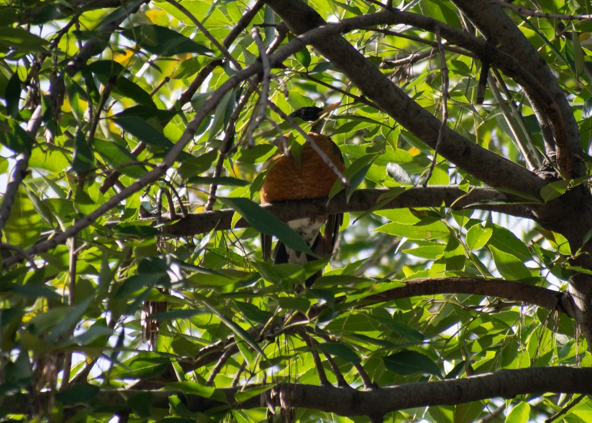 American Robin (migratorius Group) - ML624241930