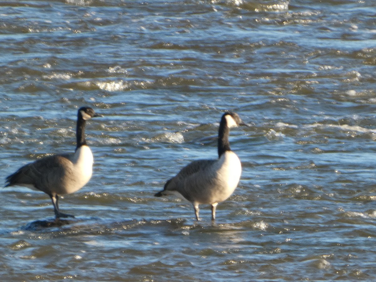 Canada Goose - ML624241933