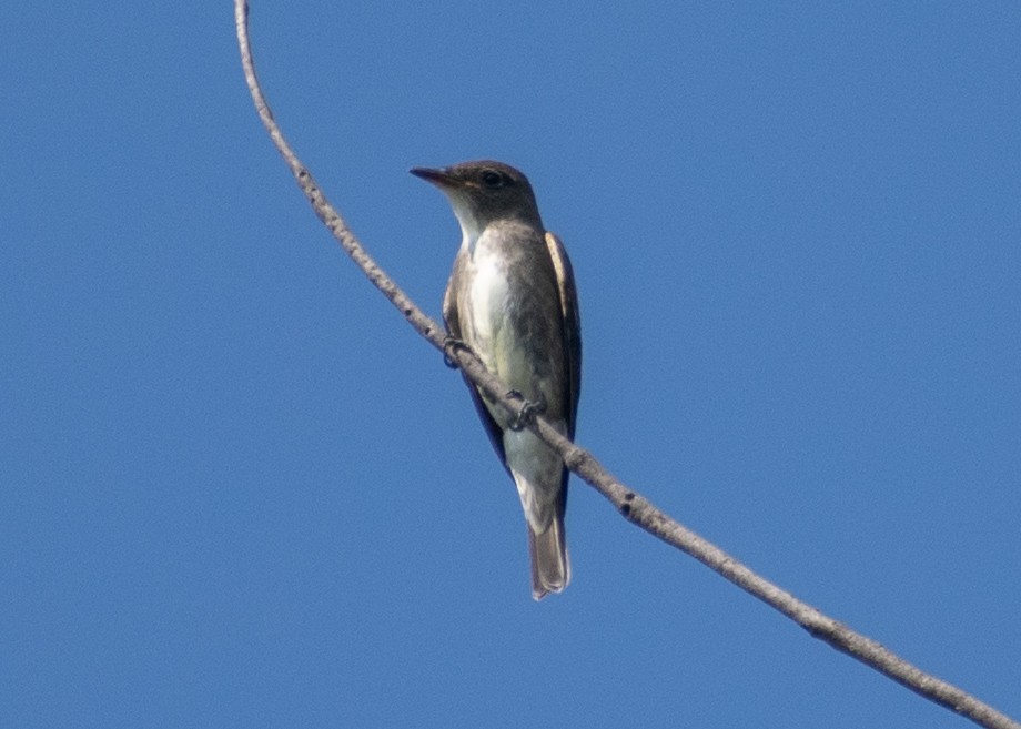 Olive-sided Flycatcher - ML624241935