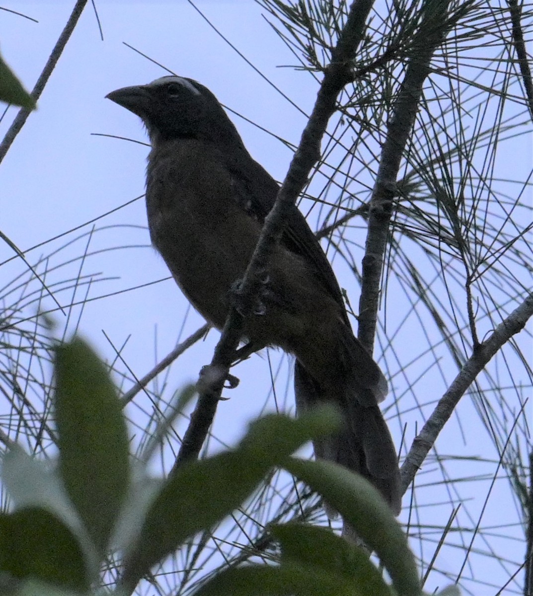 Cinnamon-bellied Saltator - ML624241939