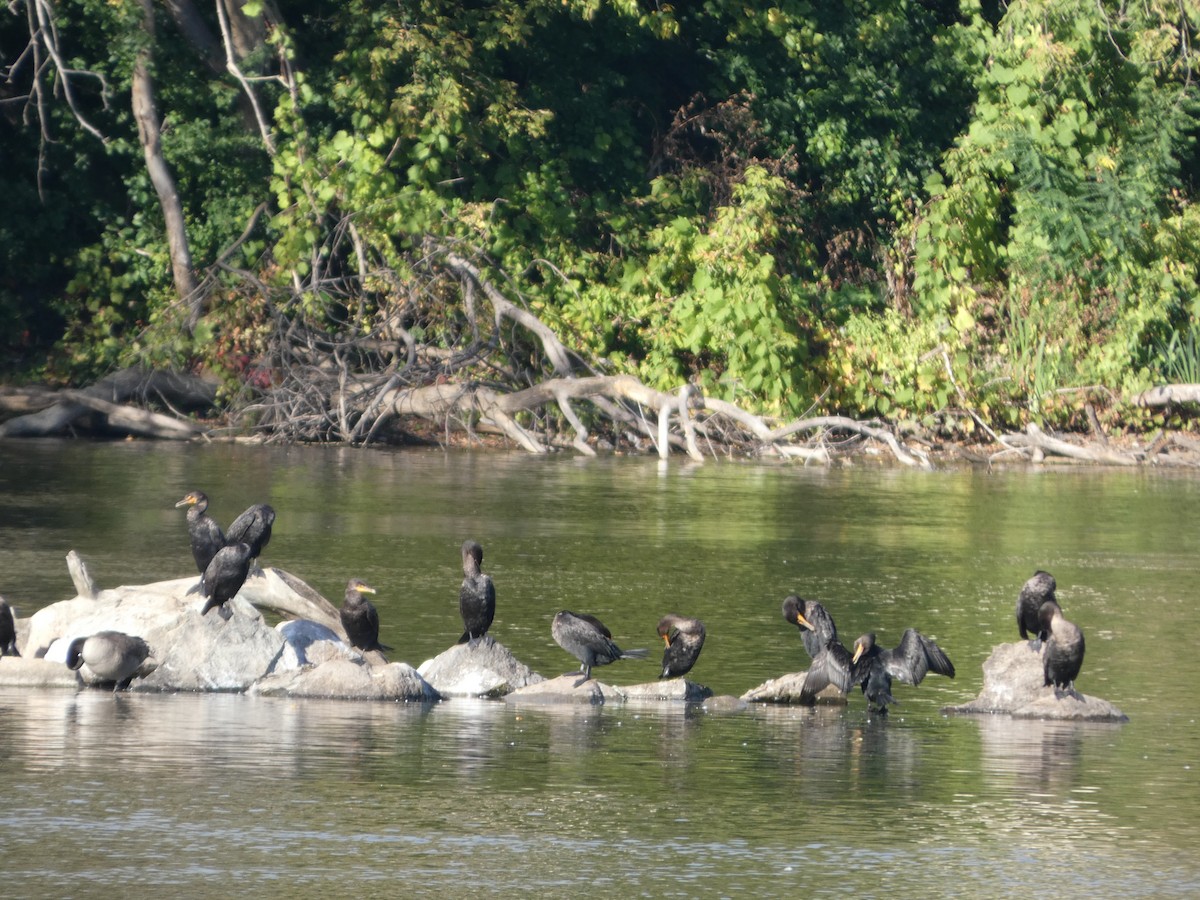 Double-crested Cormorant - ML624241955