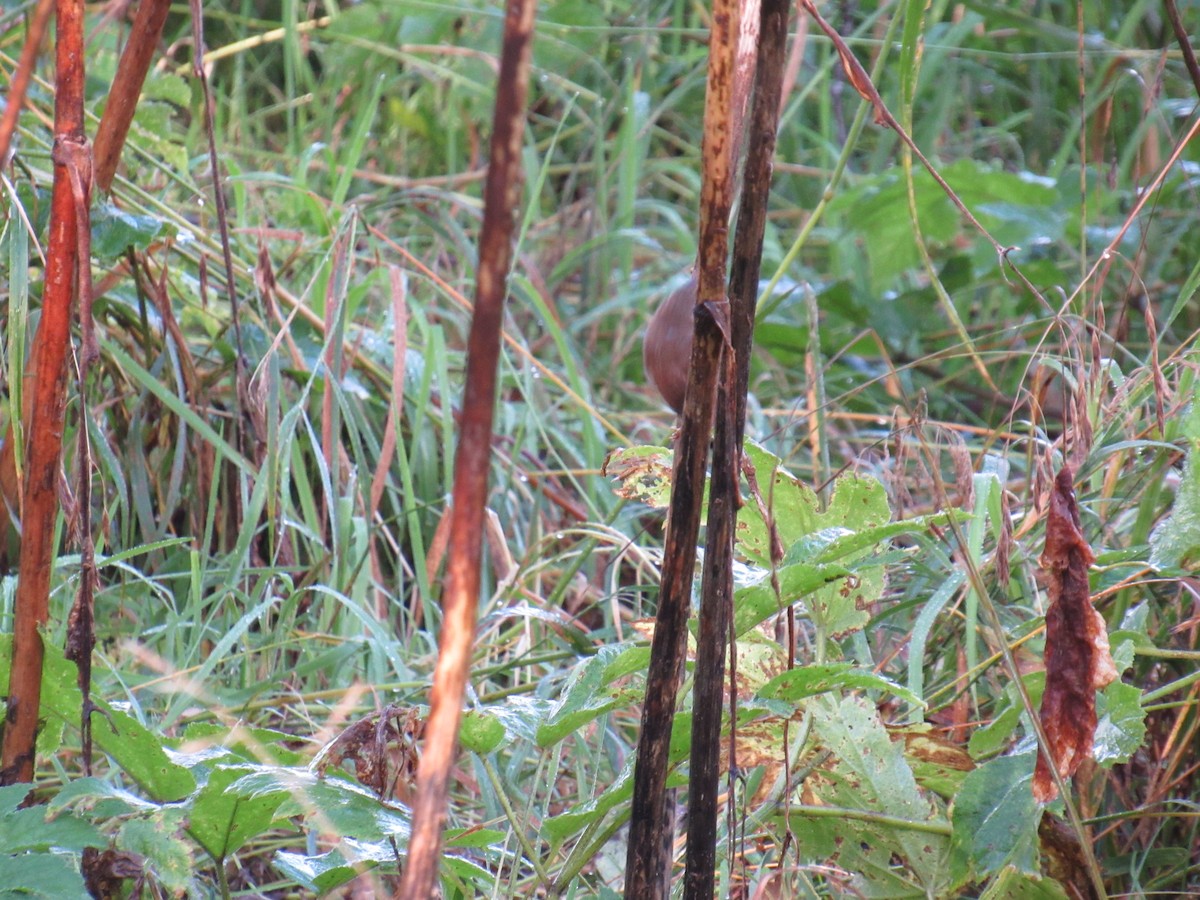 Pacific Wren - ML624241958