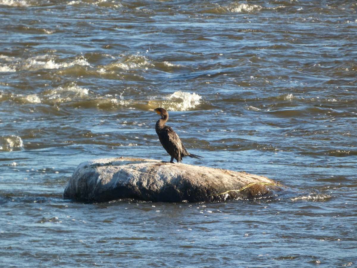 Double-crested Cormorant - ML624241959